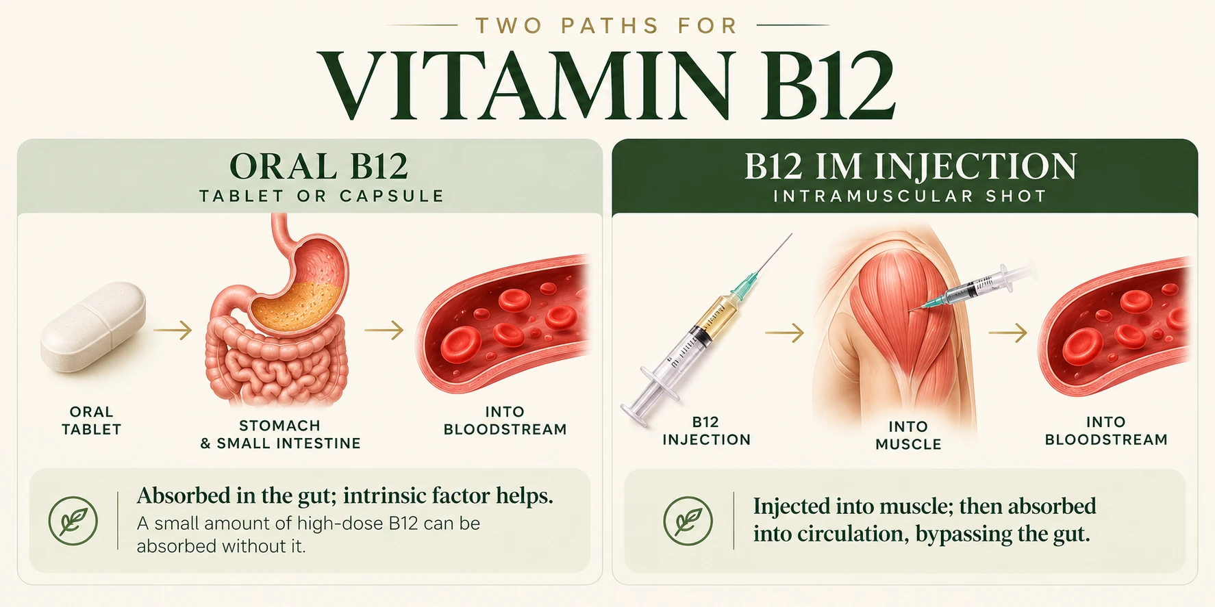 Figure 1. B12 tablets use the digestive pathway; intramuscular injections bypass the gut and are absorbed from muscle into circulation.
